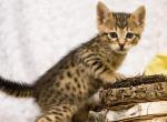 F4 Savannah Boy - Savannah Cat For Sale - Lakeland, FL, US