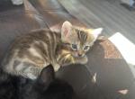 Chloe - Bengal Cat For Sale - Concord, NH, US