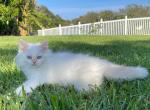 Lumen - Siberian Cat For Sale - Melbourne, FL, US