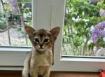 Bastet - Abyssinian Cat For Sale - Odesa, Odessa Oblast, UA