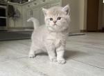 Butter - British Shorthair Cat For Sale - Auburn, WA, US