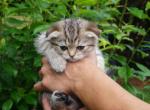 Camilia - Scottish Fold Cat For Sale - Nashville, TN, US