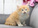 Zelimir CFA Certified - Siberian Cat For Sale - Ashburn, VA, US