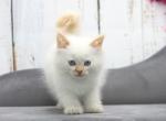 Yemen CFA certified - Siberian Cat For Sale - Ashburn, VA, US