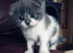 Austin - Scottish Fold Cat For Sale - WI, US