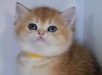 Reserved Sana - British Shorthair Cat For Sale - Chino, CA, US