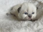 TINY BABY BUDDAH - Ragdoll Cat For Sale - Brookings, OR, US