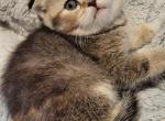 Bell - Scottish Fold Kitten For Sale - Berlin, NJ, US