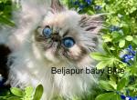 Beljapur cattery Blue - Himalayan Cat For Sale - Austin, TX, US