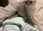 Bou - Scottish Fold Kitten For Sale - Brooklyn, NY, US