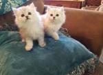 Silver Chinchilla Persian Male Kitten - Persian Cat For Sale - Duvall, WA, US