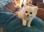 Silver Chinchilla Persian Kitten - Persian Cat For Sale - Duvall, WA, US