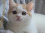 Reserved YUKI - Munchkin Cat For Sale - Chino, CA, US