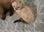 Dotty - Munchkin Cat For Sale - Whiteford, MD, US