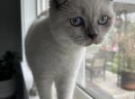 Leo - Scottish Fold Cat For Sale - Arvada, CO, US