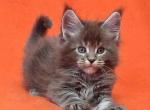 Vilson - Maine Coon Cat For Sale - Brooklyn, NY, US