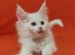 Vivienne - Maine Coon Cat For Sale - Brooklyn, NY, US