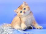 Dior - British Shorthair Cat For Sale - Brooklyn, NY, US