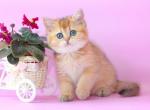 Danik - British Shorthair Cat For Sale - Brooklyn, NY, US