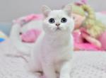 Fiona - British Shorthair Cat For Sale - Brooklyn, NY, US