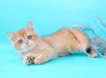 Bruno - British Shorthair Cat For Sale - Brooklyn, NY, US