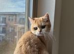 Solar - British Shorthair Cat For Sale - Houston, TX, US