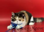 Aleyna - Exotic Cat For Sale - Yucca Valley, CA, US