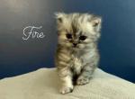 Fire - Persian Cat For Sale - Farmington, MI, US