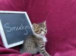 Smudge - Domestic Cat For Sale - Barto, PA, US