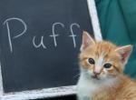 Puff - Domestic Cat For Sale - Barto, PA, US