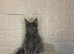 Tyson - Maine Coon Cat For Sale - NY, US