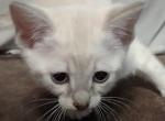 Savannah snow female F6SBT - Savannah Cat For Sale - Franklin, NC, US