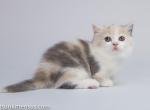 Anetka blue cream calico munchkin with short legs - Munchkin Cat For Sale - CA, US