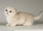 Ciot & Clevar teacup Scottish kilt blue golden - Munchkin Cat For Sale - CA, US