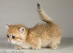 Cartas golden cheetah boy munchkin standard - Munchkin Cat For Sale - CA, US