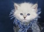 NEMO LYUMUR - Siberian Cat For Sale - NY, US