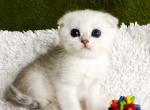 Bella scottish fold girl silver shaded color girl - Scottish Fold Cat For Sale - CA, US