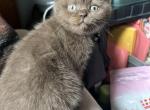 Kisses - British Shorthair Cat For Sale - Hershey, PA, US