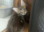 Benjamin - Maine Coon Cat For Sale - Jacksonville, FL, US