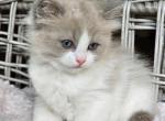 Blue bicolor - Ragdoll Cat For Sale - Farmville, VA, US