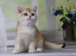 Barbi - British Shorthair Cat For Sale - Brooklyn, NY, US