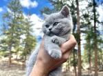 Cleopatra - British Shorthair Cat For Sale - Woodland Park, CO, US