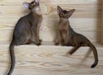 Newborn purebred kittens coming soon - Abyssinian Kitten For Sale - Spring Hill, FL, US