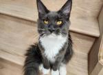 Bugatti MaineCoon - Maine Coon Cat For Sale - Chicopee, MA, US