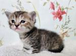 Blossom - Munchkin Cat For Sale - Joplin, MO, US