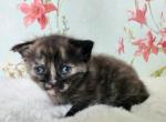 Buttercup - Munchkin Cat For Sale - Joplin, MO, US