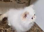 Himalayan Persian Kitten - Himalayan Cat For Sale - Satellite Beach, FL, US