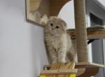 Jimmy - Scottish Fold Cat For Sale - Miami, FL, US