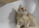 BoBo - Scottish Straight Cat For Sale - Miami, FL, US