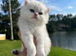 Tom - British Shorthair Cat For Sale - Jacksonville, FL, US